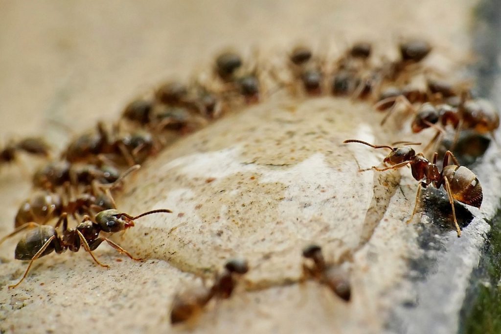 Jak przygotować odpowiednie środowisko do hodowli mrówki azjatyckiej?